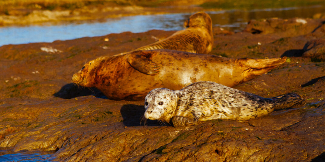 Amandababyseal E