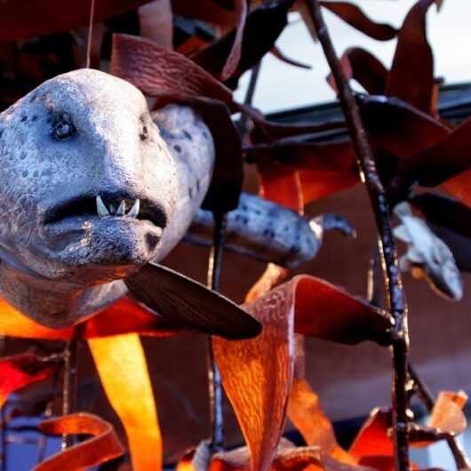 Wolf-fish-in-kelp-1