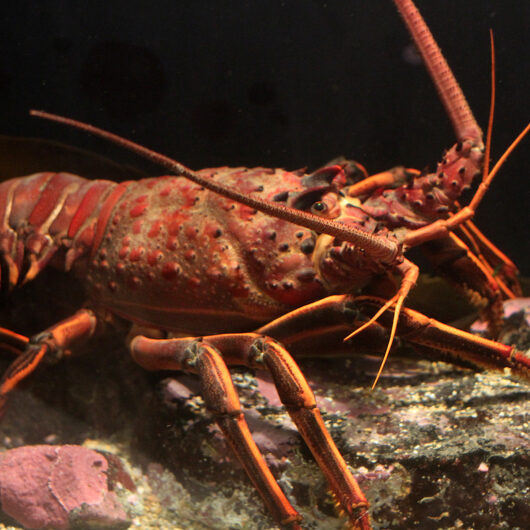 lobster
