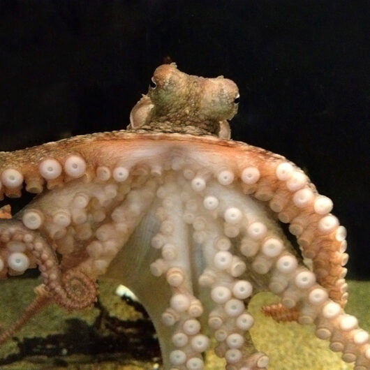 octopus
